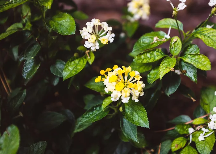 Relais Circo Massimo 招待所 4*