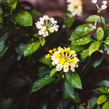 Relais Circo Massimo Gasthof 4*